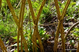 jardin printemps 023.JPG