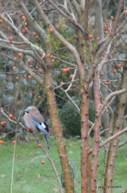 heron,oiseaux,givre, 012.JPG