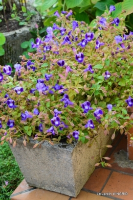 jardin Mme Perichou,grandes fleurs,bouquet,jardin 042.JPG