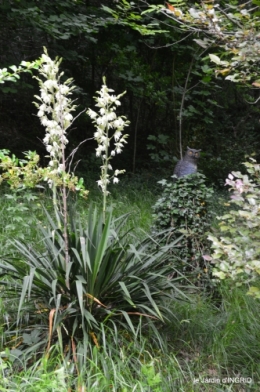 hémérocalles,cygnes,dahlias,feu d'artifice,jardin,jardinières 060.JPG