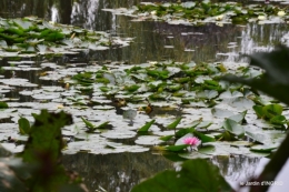bouquet,jardin de Monet,les vaches,Pourville sur mer 097.JPG