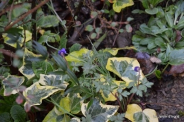 SOL 2014,jardin 013.JPG