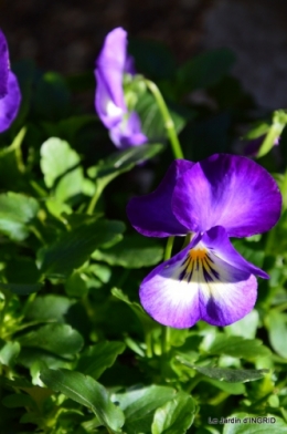 oiseaux,travaux,arbustes,les dernières fleurs 068.JPG