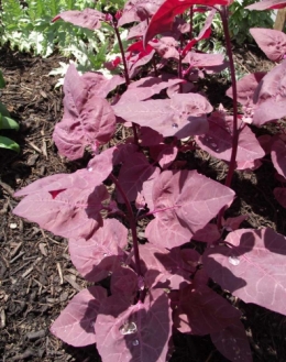 atriplex_hortensis-C.jpg