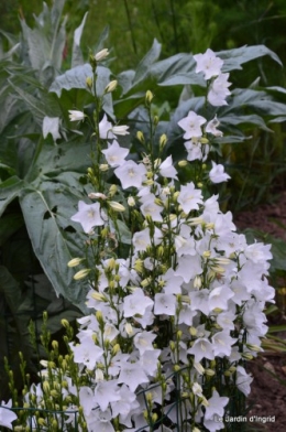 canal,fleurs blanches,marguerites,LE FLEIX,osier 089.JPG