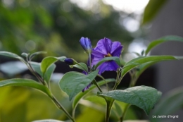 jardin le matin,la mare 011.JPG