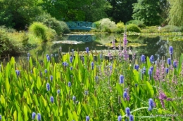 les jardins d'eau de Carsac 011.JPG