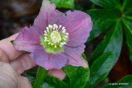jardin en hiver,à Ciron 092.JPG