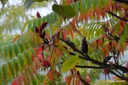 brouillard le matin d'automne 078.JPG