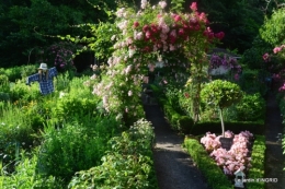 mon jardin,dégats buis, 096.JPG