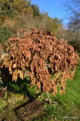 dernières automne,givre,chat 029.JPG