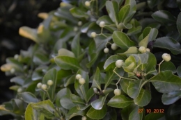 octobrejardin,citrouillesIssegeac,leCLOSdesSOURCES 071.JPG