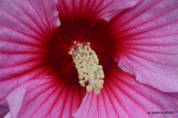 Ines,bouquet,hibiscus rose,cygnes,jardin 058.JPG
