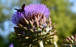 jardin juin,cabane,bouquet 096.JPG