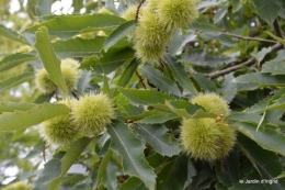 poire,pêche,coing,framboise,kiwis,raisin