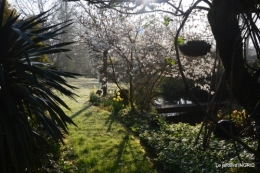 saumon,paquerettes,jardin blanc 033.JPG