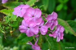 canal dentelles,Nernadette,fleurettes,apres tonte 120.JPG
