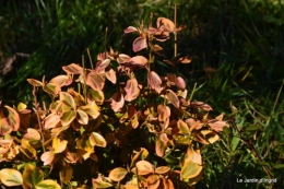 dernières automne,givre,chat 020.JPG