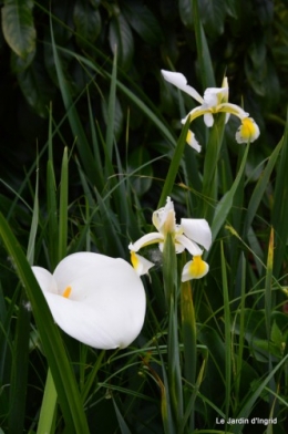 canal,fleurs blanches,marguerites,LE FLEIX,osier 074.JPG