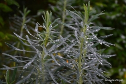 bourdon,sauges,pluie 081.JPG