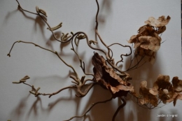 matin d'hiver,tableaux de fleurs janvier 059.JPG