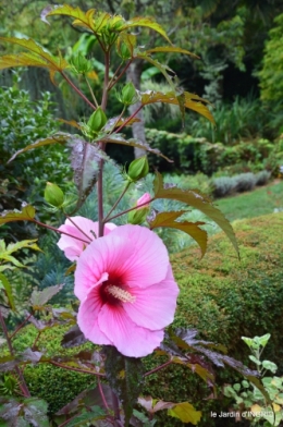 Ines,bouquet,hibiscus rose,cygnes,jardin 060.JPG