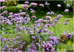 2016-07-11 jardin,papillons,Cadouin,légumes,Sophie,.jpg