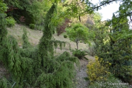 jardin,premières roses,colline,avant l'orage 011.JPG