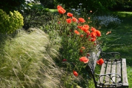 cygnes,Sophie,jardin en mai 046.JPG