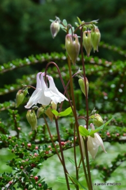 jardin printemps 140.JPG