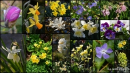 2014-02-27 jardin,Romane2.jpg