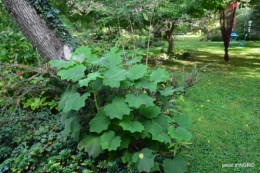 canal dentelles,Nernadette,fleurettes,apres tonte 228.JPG
