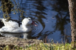 le canard blanc,crocus,petasite,magnolia 043.JPG