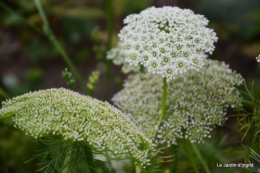 jardin,puces Lasmonzie,asters 068.JPG