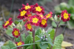 abeilles,zoom fleurettes 025.JPG