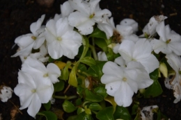 rosiers,fleurs blanches,pollen,magasin 074.JPG