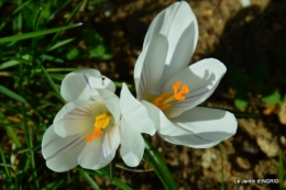 roseaux,narcisses,Nikky,semis,jardin 044-001.JPG