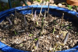 saumon,paquerettes,jardin blanc 060.JPG