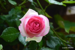 roses,les bébés cygnes 005.JPG