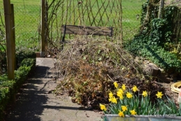 roseaux,narcisses,Nikky,semis,jardin 026.JPG