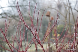 Givre,dentelles,helebores,crocus 039.JPG