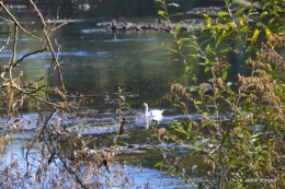 sentier des cygnes,automne novembre 022.jpg