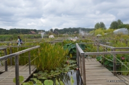 orage,puces,bouquet,Anniv.Ines,Brantome,Jardins d'eau 273.JPG