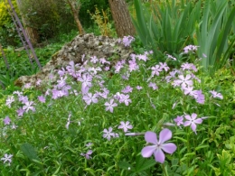 avil2012 049.JPG