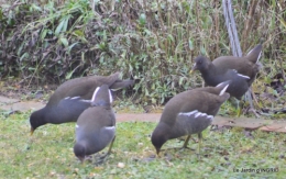 les oiseaux,les poules d'eau 153.JPG