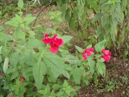 fuschias,sauges,asters,pour le troc, 049.JPG