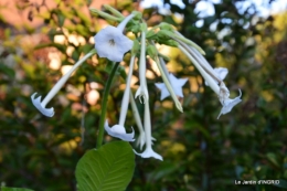 jardin Mme Perichou,grandes fleurs,bouquet,jardin 144.JPG