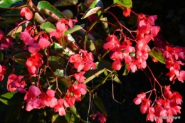 jardin début d'automne ,Sophie,rouge 101.JPG