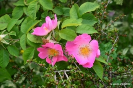 Tour du jardin mai avant et apres tonte 094.jpg