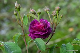 roses,Lalinde,toit cabane,pourpre,eglise,jardin tondue 005.JPG